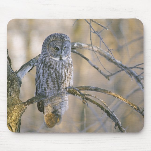 Kanada, Quebec. Großer grauer Uhu auf einem Baum s Mousepad (Vorne)