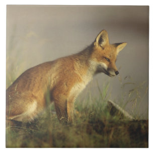Kanada, Quebec. Rotfuchsjunges bei Sonnenaufgang Fliese