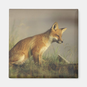 Kanada, Quebec. Rotfuchsjunges bei Sonnenaufgang Magnet