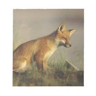 Kanada, Quebec. Rotfuchsjunges bei Sonnenaufgang Notizblock