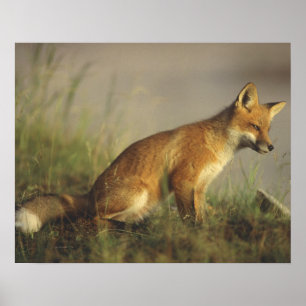 Kanada, Quebec. Rotfuchsjunges bei Sonnenaufgang Poster