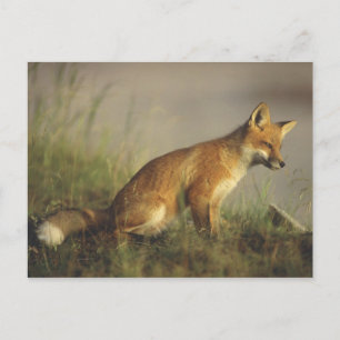 Kanada, Quebec. Rotfuchsjunges bei Sonnenaufgang Postkarte