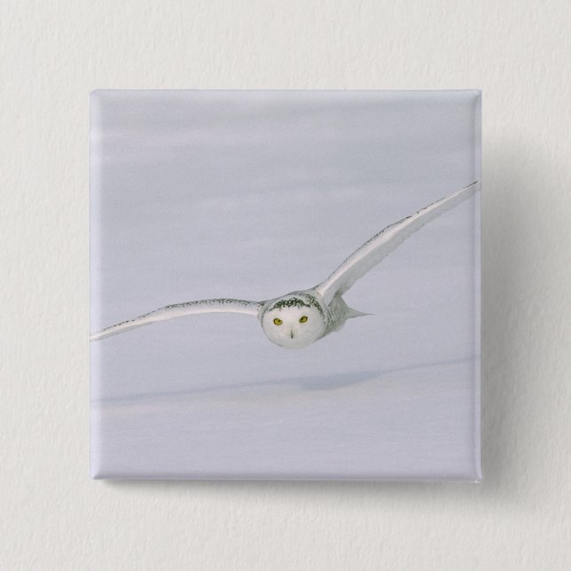 Kanada, Quebec. Schneeeule fliegt tief über Schnee Button (Vorderseite)