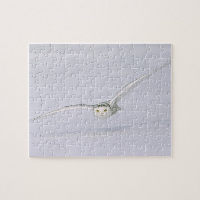 Kanada, Quebec. Schneeeule fliegt tief über Schnee Puzzle (Horizontal)