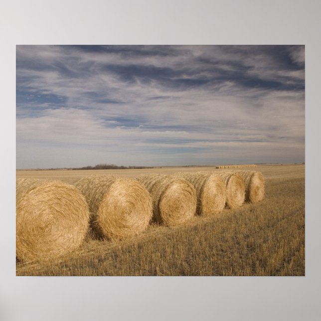 Kanada, Saskatchewan, Craik: Hayroll / Herbst Poster (Vorne)