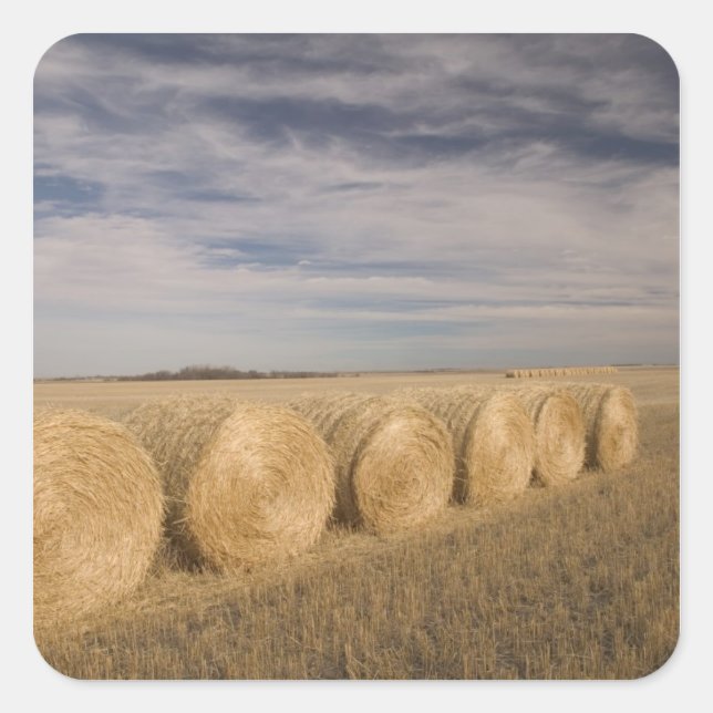 Kanada, Saskatchewan, Craik: Hayroll / Herbst Quadratischer Aufkleber (Vorderseite)