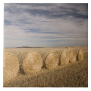 Kanada, Saskatchewan, Craik: Heuröllen / Herbst Fliese