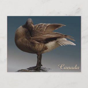 Kanada Souvenir Postkarten Kanada Geese Cards