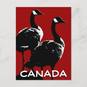 Kanada Souvenir Postkarten Kanada Geese Cards