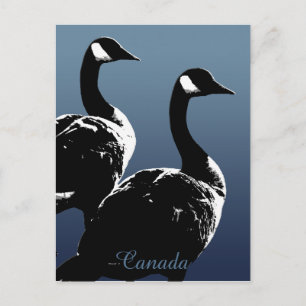 Kanada Souvenir Postkarten Kanada Geese Cards