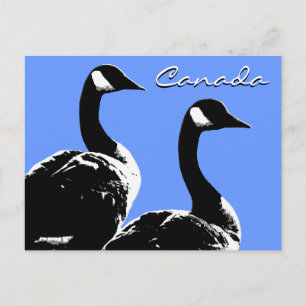 Kanada Souvenir Postkarten Kanada Geese Cards