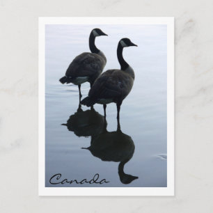 Kanada Souvenir Postkarten Kanada Geese Cards
