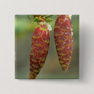 Kanada, Yukon, Black Spruce Cones Button