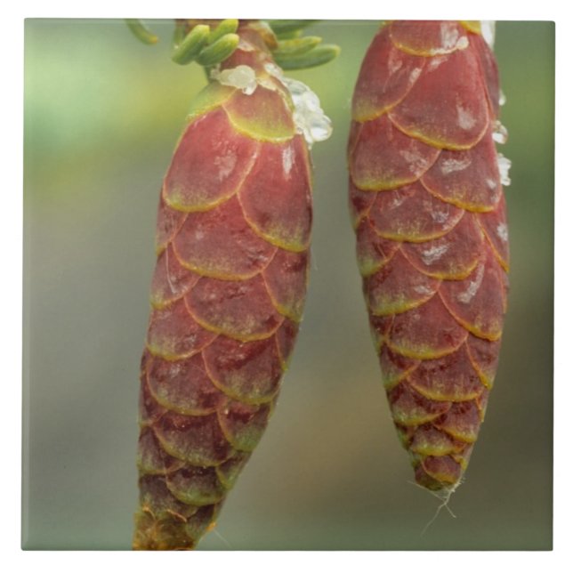 Kanada, Yukon, Black Spruce Cones Fliese (Vorderseite)