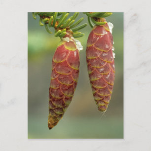 Kanada, Yukon, schwarze Spruce Cones Postkarte