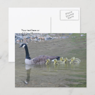 Kanadagans-Mama-Babys-Naturfoto Postkarte