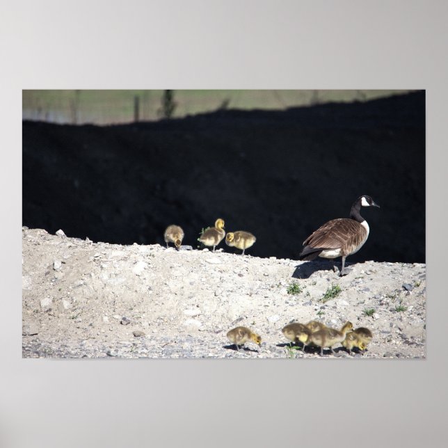 Kanadagans mit Babys Poster (Vorne)