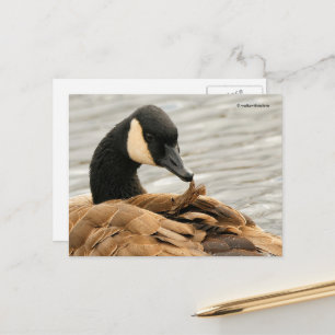 Kanadagans putzt sich am See Postkarte