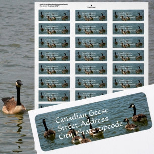 Kanadagänse am See Fotografische Rücksendeadresse