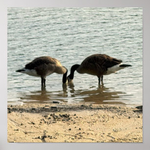 Kanadagänse am See Poster