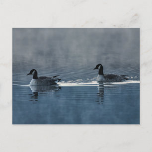 Kanadagänse, die auf dem See schwimmen, Postkarte