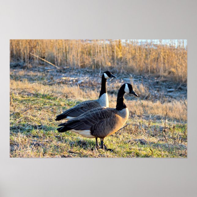 Kanadagänse Foto Poster (Vorne)