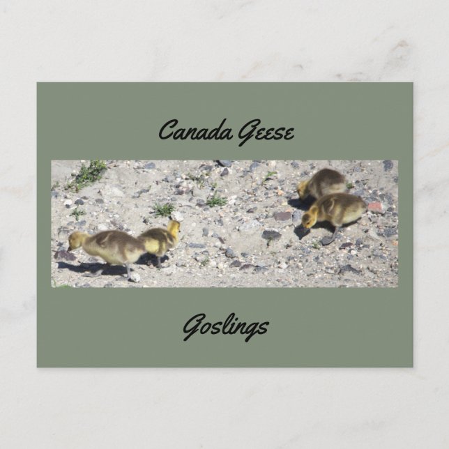 Kanadagänse Gössel Postkarte (Vorderseite)