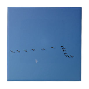 Kanadagänse im Flug Fliese