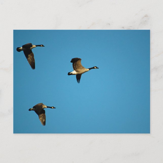 Kanadagänse Postkarte (Vorderseite)