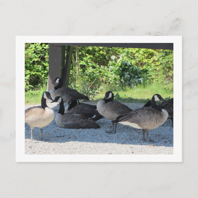 Kanadagänse Postkarte (Vorderseite)