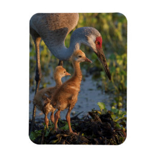 Kanadakranich mit Küken, Florida Magnet