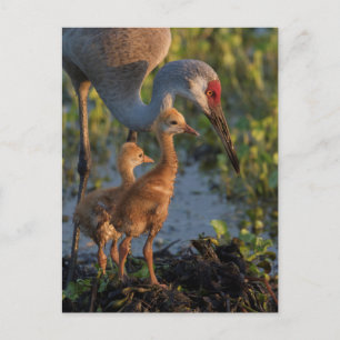 Kanadakranich mit Küken, Florida Postkarte