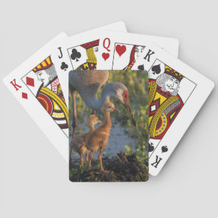 Kanadakranich mit Küken, Florida Spielkarten