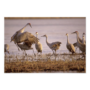 Kanadakraniche (Grus canadensis) Platte Fotodruck