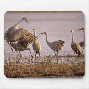 Kanadakraniche (Grus canadensis) Platte Mousepad