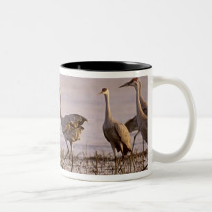 Kanadakraniche (Grus canadensis) Platte Zweifarbige Tasse