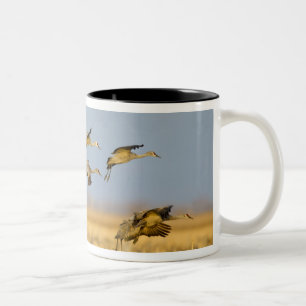 Kanadakraniche landen in Maisfeldern Zweifarbige Tasse