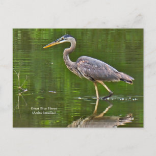 Kanadareiher (Ardea herodias) Ankündigungspostkarte