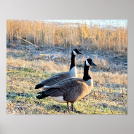 Kanadas-Gänse-Foto Poster