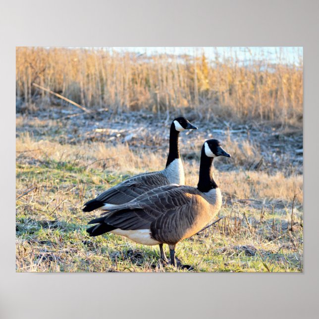 Kanadas-Gänse-Foto Poster (Vorne)