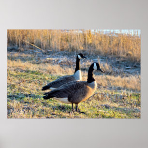 Kanadas-Gänse-Foto Poster