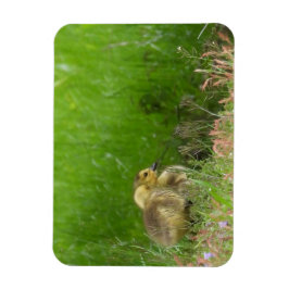 Kanadas Gänse Magnet