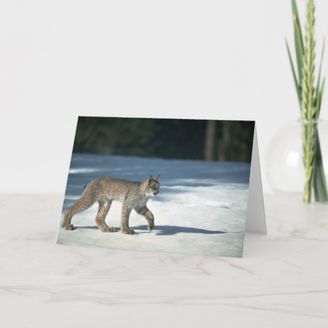 Kanadas Luchs im Schnee Karte (Vorderseite)