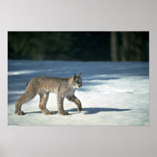 Kanadas Luchs im Schnee Poster