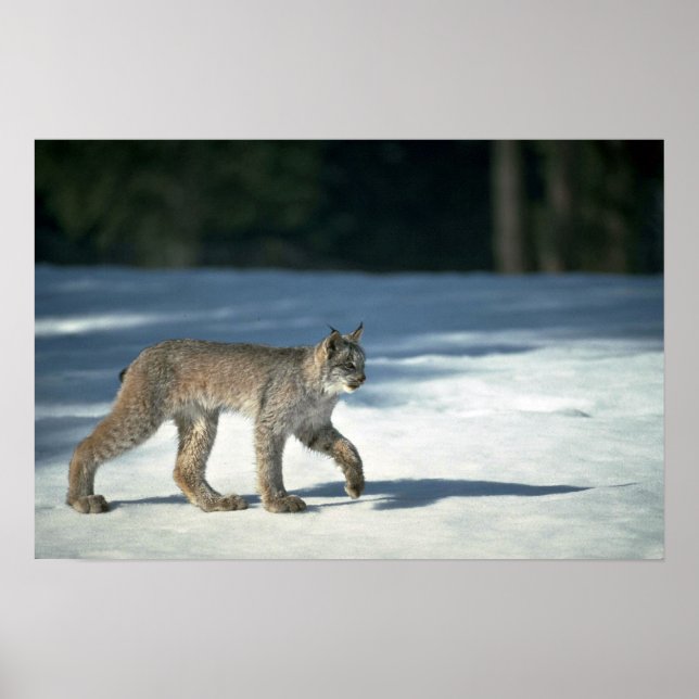 Kanadas Luchs im Schnee Poster (Vorne)