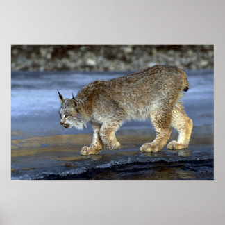 Kanadas Luchs, Winter Poster