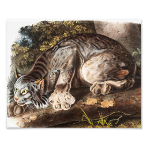 Kanadas Lynx (Lynx Canadensis) Illustration Fotodruck