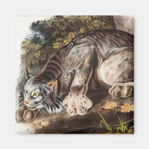 Kanadas Lynx (Lynx Canadensis) Illustration Magnet