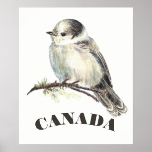 Kanadas National Bird Gray Jay, Whiskey Jack Poster