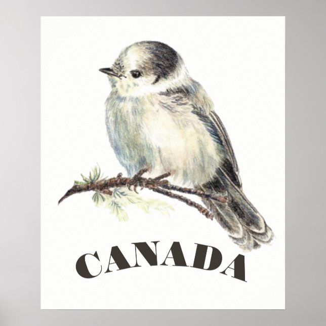 Kanadas National Bird Gray Jay, Whiskey Jack Poster (Vorne)